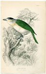 Cuvier's Thick-bill