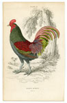 Gallus Oeneus