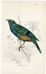 Golden-eared Grackle