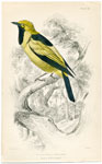 Golden Hooded Flycatcher