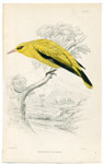 African Golden Oriole