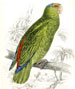 Jardine/Lizars Naturalist's Library birds