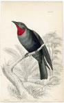 Red-throated Piha