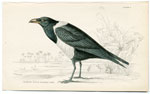 Senegal White-backed Crow