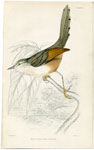 White-eyebrowed Longtail