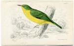 Yellow-White-Eye