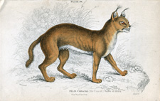 The Caracal