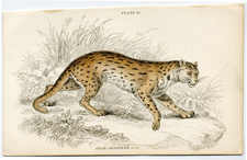 The Javanese Cat (tiger)