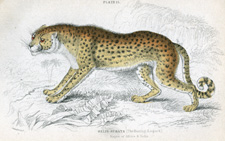 Hunting Leopard (Cheetah)