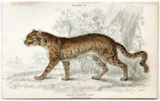 Diard's Cat female