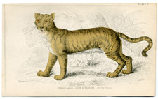 Hybrid Lion Tiger