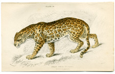 The Jaguar