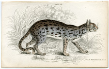Nepal Cat