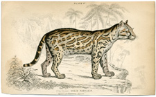 Ocelot (2)