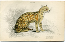 The Ocelot