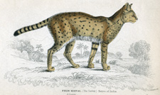 The Serval