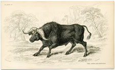 African Water Buffalo