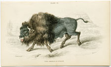 American Bison Buffalo