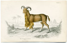 Bearded Argali