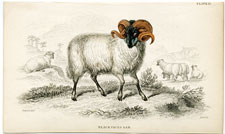 Black-faced Ram