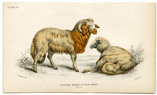 The Barbary Breed of Wild Sheep