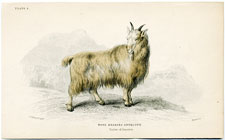 The Wool-bearing Antelope