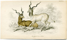 Addax