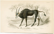 Aigocerus Niger