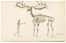 The Fossil Elk