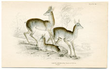 Salt's Antelope