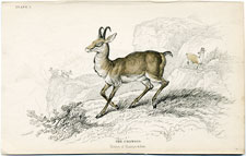 The Chamois