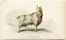 The Wool-bearing Antelope (mountain goat)