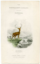 Stag or Red Deer