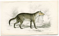 Crabodago or Azara's Aguara-Fox (young)