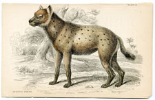 Spotted Hyaena