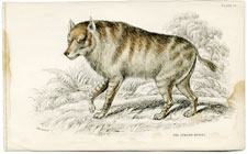 Strand Hyaena (Hyena)