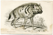 Hyaena (Hyena) of Albara