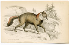 American Cross Fox