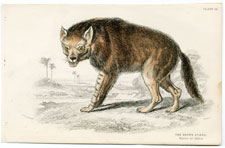 Brown Hyena