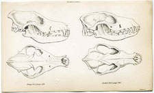 Skulls of the Dingo and the Jackal
