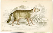 Dun-footed Aguara-Dog