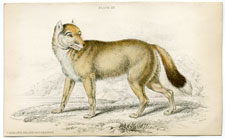 Falkland Island Aguara Dog