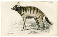 Laland's Agriodus (hyena)