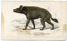 Naked Hyaena of the Desert Africa