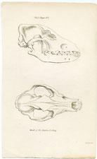 Skull of the Shepherd's Dog