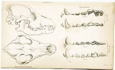 Skull and Jaw of Russian Wolf