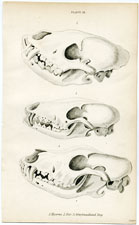 Skulls of Fox, Hyean and Newfoundland Dog