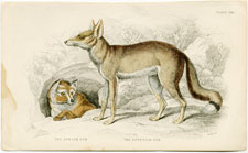 The Syrian Fox, The Egyptian Fox