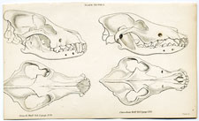 Wolf Skulls