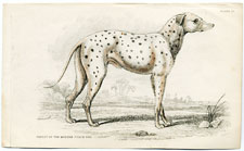 Parent of the Modern Coach dog (Dalmation?)